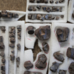 HALLAZGO DE ECOSISTEMA FÓSIL ASOCIADO A EXTINCIÓN DE DINOSAURIOS EN ARGENTINA